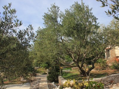 Holiday house Three bedroom house near beach Cove Vitane, Pašman K-8483 - Outdoor photo 10