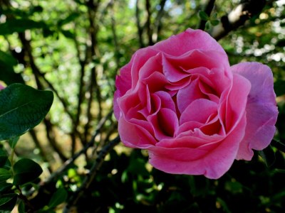 Apartment Three bedroom apartment with terrace and sea view Ugljan A-8493-a - Outdoor photo 11