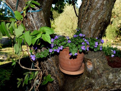 Apartment One bedroom apartment with terrace Ugljan A-8493-b - Outdoor photo 11