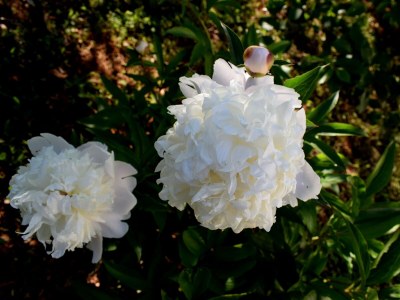 Apartment One bedroom apartment with terrace Ugljan A-8493-b - Outdoor photo 12