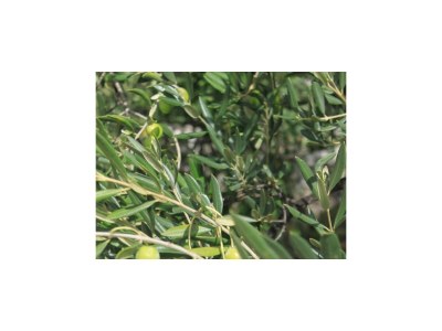 Apartment One bedroom apartment with terrace Ugljan A-8493-b - Outdoor photo 13