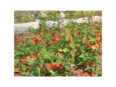 Apartment One bedroom apartment with terrace Ugljan A-8493-b - Outdoor photo 14