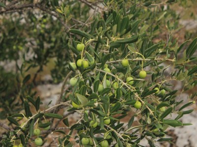 Holiday house Four-bedroom house near beach Cove Lađin - Lanđin, Pašman K-8500 - Outdoor photo 9