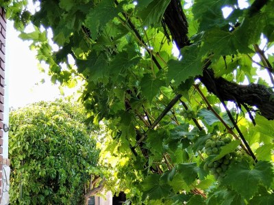 Apartment One bedroom apartment with terrace and sea view Ugljan A-8527-a - Outdoor photo 6