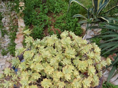 Apartment One bedroom apartment with terrace and sea view Ugljan A-8527-a - Outdoor photo 8