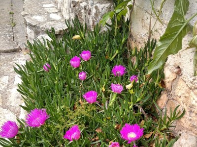 Apartment One bedroom apartment with terrace and sea view Ugljan A-8527-a - Outdoor photo 9