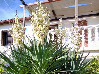 Apartment One bedroom apartment with terrace and sea view Ugljan A-8527-a - Outdoor photo 10