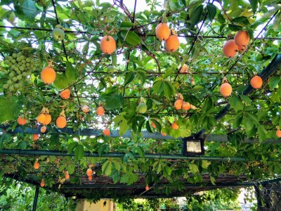 Apartment One bedroom apartment with terrace and sea view Ugljan A-8527-a - Outdoor photo 11