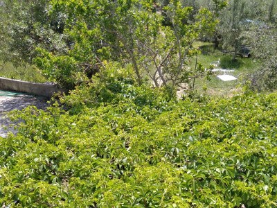 Apartment One bedroom apartment with terrace and sea view Ugljan A-8527-a - Outdoor photo 32