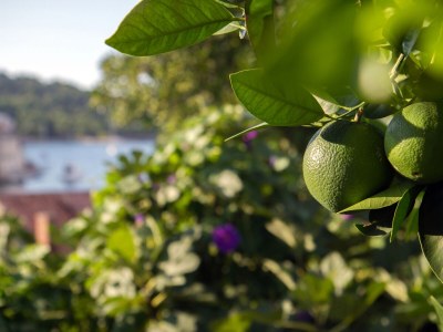 Apartment Two bedroom apartment with terrace and sea view Stomorska, Šolta A-8650-a - Outdoor photo 8