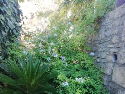 Apartment Two bedroom apartment with terrace and sea view Stomorska, Šolta A-8650-a - Outdoor photo 9