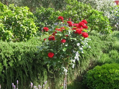 Apartment One bedroom apartment with terrace and sea view Trogir A-8683-a - Outdoor photo 8
