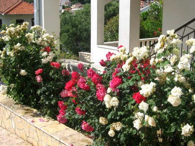 Apartment One bedroom apartment with terrace and sea view Trogir A-8683-a - Outdoor photo 10