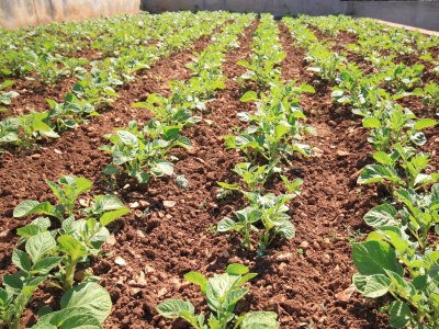 Apartment One bedroom apartment with terrace and sea view Trogir A-8683-a - Outdoor photo 16