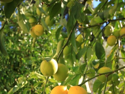 Apartment Two bedroom apartment near beach Cove Stratinčica, Korčula A-9264-a - Outdoor photo 9