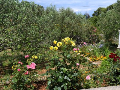 Apartment One bedroom apartment with terrace Drače, Pelješac A-10127-c - Outdoor photo 6