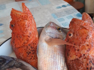 Apartment Apartments by the sea Vinišće, Trogir - 11029 - Outdoor photo 11