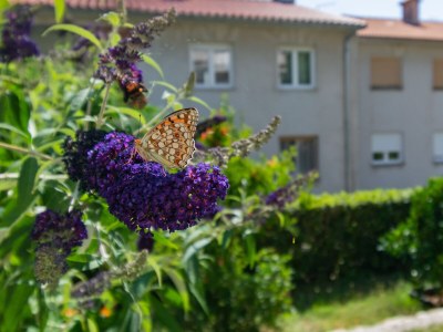 Apartment Studio flat with balcony Rab AS-14120-a - Outdoor photo 13