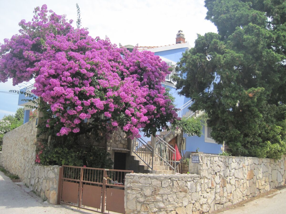 Apartment Three bedroom apartment near beach Maslinica, Šolta A-14748-a