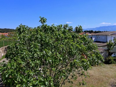 Apartment One bedroom apartment with terrace and sea view Lopar, Rab A-14804-e - Outdoor photo 38