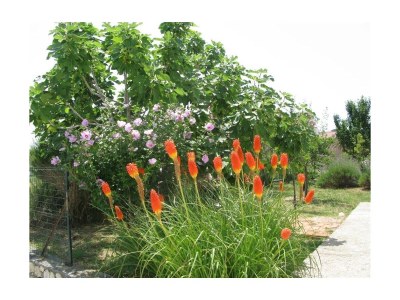 Apartment Two bedroom apartment with terrace Palit, Rab A-16356-b - Outdoor photo 8