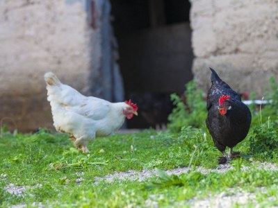 Apartment Four-bedroom apartment with balcony and sea view Gornji Tučepi, Makarska A-17686-a - Outdoor photo 27