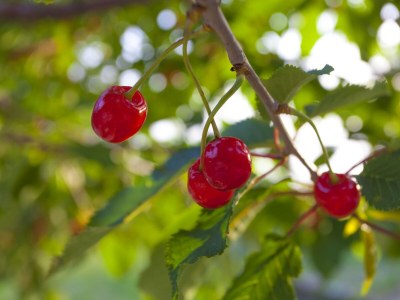 Apartment Four-bedroom apartment with balcony and sea view Gornji Tučepi, Makarska A-17686-a - Outdoor photo 29