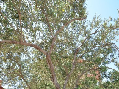 Apartment Two bedroom apartment near beach Tkon, Pašman A-16589-a - Outdoor photo 4