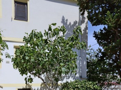 Apartment Two bedroom apartment with terrace and sea view Pag A-18345-a - Outdoor photo 8