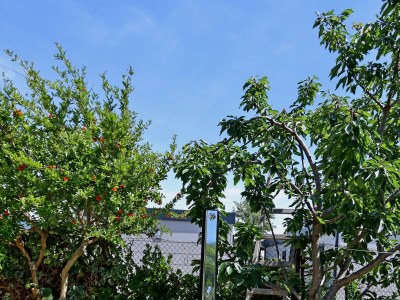 Apartment One bedroom apartment with terrace and sea view Rab A-20222-d - Outdoor photo 8