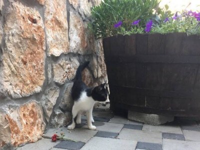 Apartment One bedroom apartment near beach Cove Osobjava, Pelješac A-21927-a - Outdoor photo 8