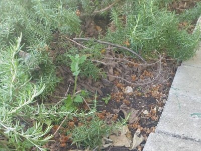 Apartment One bedroom apartment near beach Cove Osobjava, Pelješac A-21927-c - Outdoor photo 7