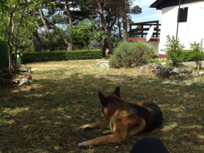 Holiday house Two bedroom house with terrace and sea view Bast, Makarska K-23316 - Outdoor photo 2