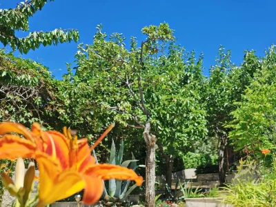 Apartment One bedroom apartment near beach Šilo, Krk A-18755-a - Outdoor photo 7