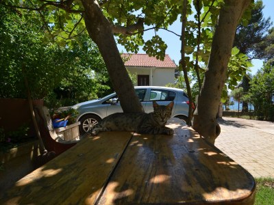Apartment Two bedroom apartment near beach Petrčane, Zadar A-17179-a - Outdoor photo 8