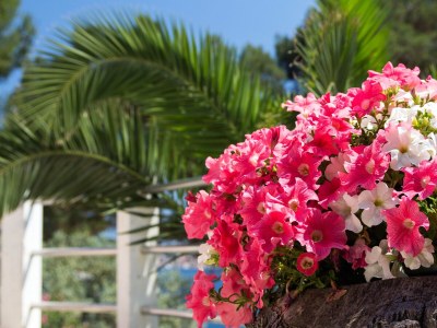 Apartment One bedroom apartment with terrace and sea view Mali Lošinj, Lošinj A-2489-c - Outdoor photo 9