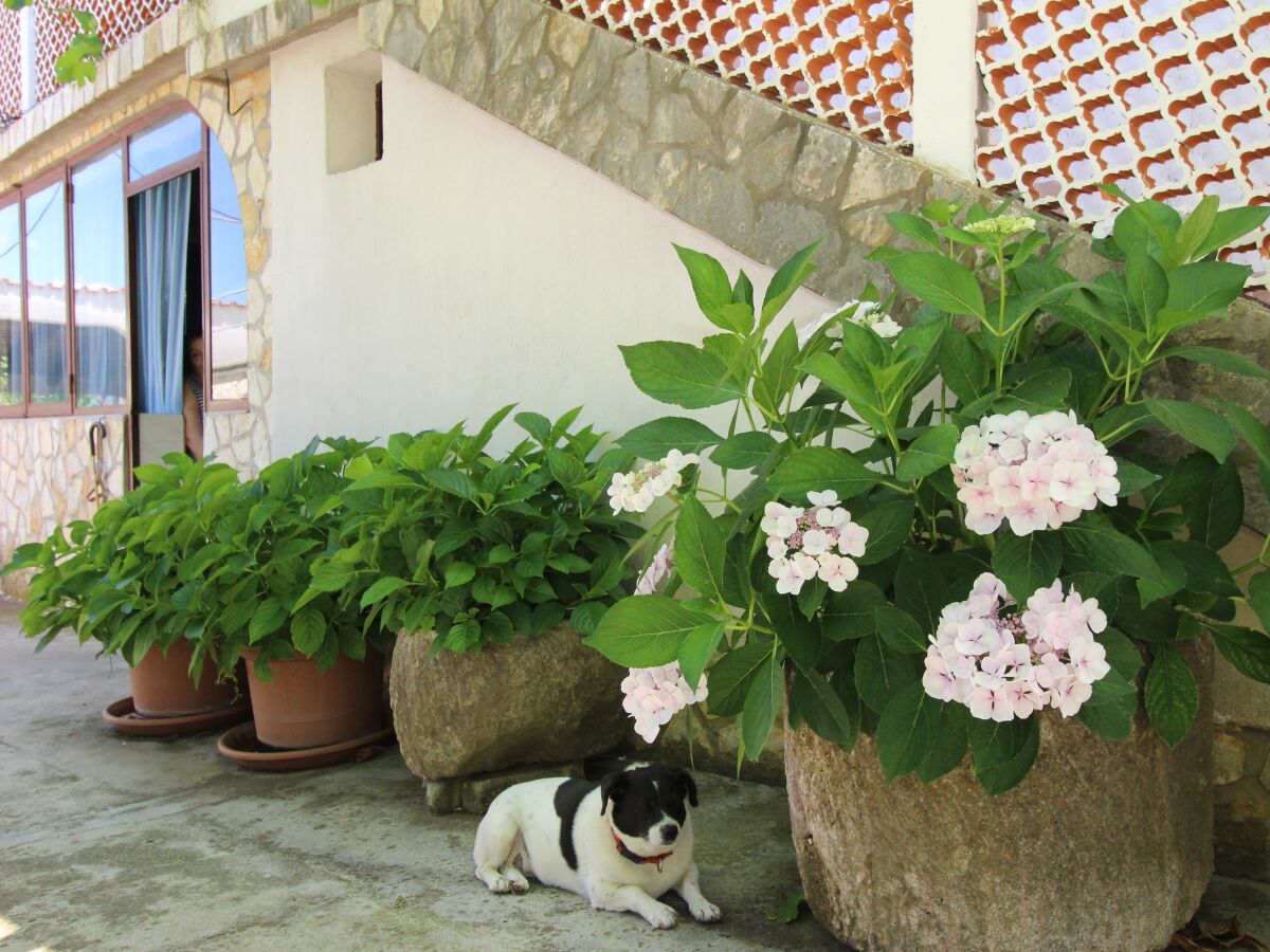 Apartment One bedroom apartment with terrace Šilo, Krk A-18760-a - Outdoor photo 4