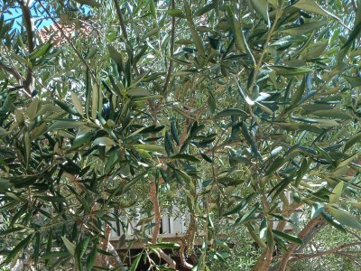 Apartment One bedroom apartment near beach Cove Pribinja, Hvar A-24171-c - Outdoor photo 8