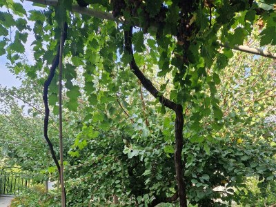 Apartment Two bedroom apartment with balcony Lopar, Rab A-24754-a - Outdoor photo 6