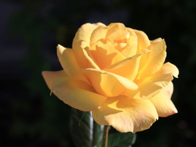 Apartment Three bedroom apartment with balcony and sea view Mastrinka, Čiovo A-9428-a - Outdoor photo 10