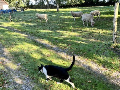 Apartment La Petite Ferme d'Hyberville - Environment photo 19