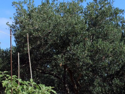 Apartment Two bedroom apartment with terrace and sea view Lumbarda, Korčula A-4376-a - Outdoor photo 7