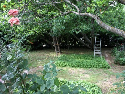 Apartment Two bedroom apartment with terrace Palit, Rab A-5028-a - Outdoor photo 9