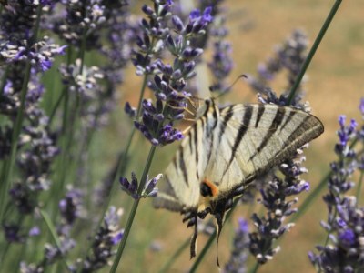 Apartment Studio flat with terrace Sušica, Ugljan AS-8265-b - Outdoor photo 7