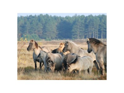 Holiday apartment Das Vosshörn - Steuermann - Outdoor photo 16