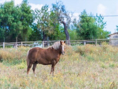 Villa Sa Vinyota - Ferienhaus Mit Privatem Pool - Environment photo 30