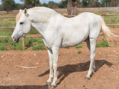 Villa Sa Vinyota - Ferienhaus Mit Privatem Pool - Environment photo 32