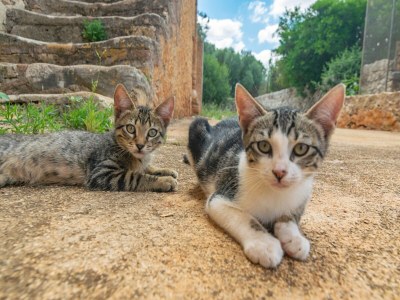 Holiday house Son Mayol 2 - Apartment In Son Mesquida - Outdoor photo 40