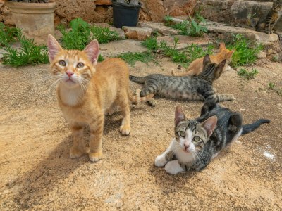 Holiday house Son Mayol 2 - Apartment In Son Mesquida - Outdoor photo 41