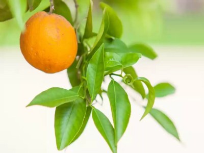 Apartment Can Joan Des Forn - Apartment With Private Pool - Outdoor photo 31